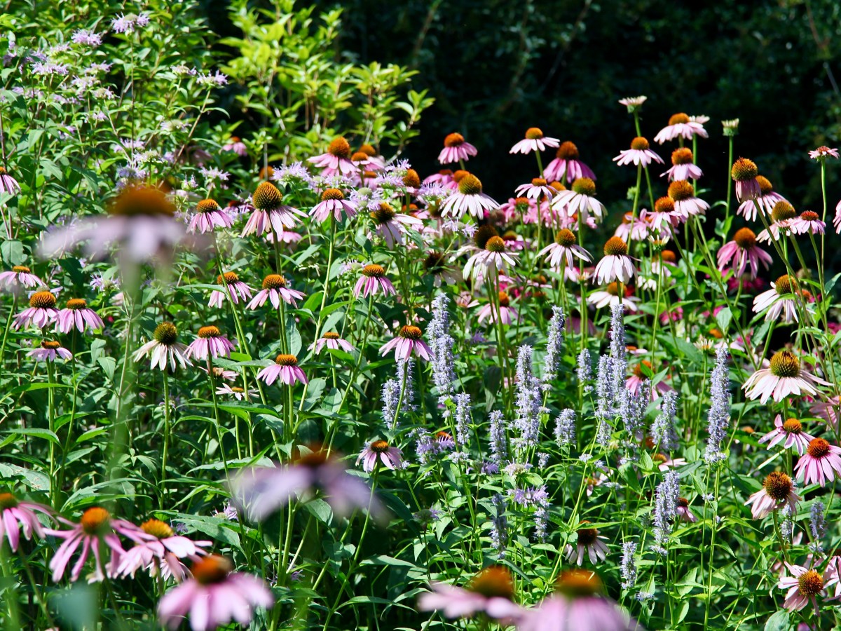 Interesting Garden Topics For The&nbsp;Summer