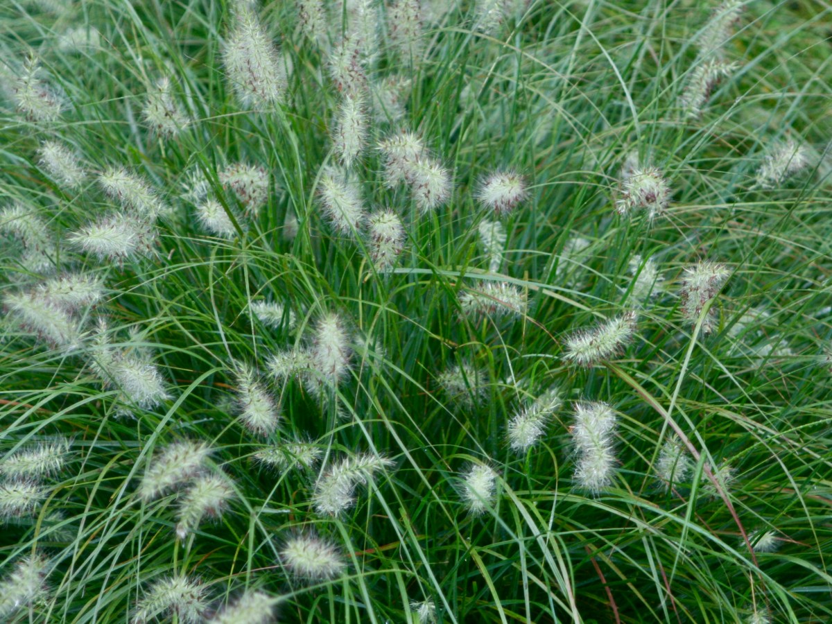 Designing with Ornamental&nbsp;Grasses