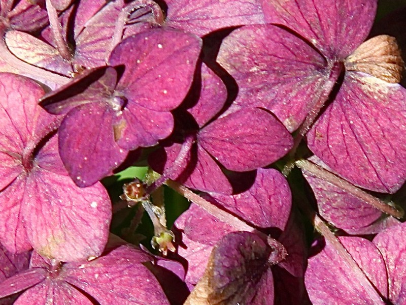 Topics For Work In The Fall&nbsp;Garden