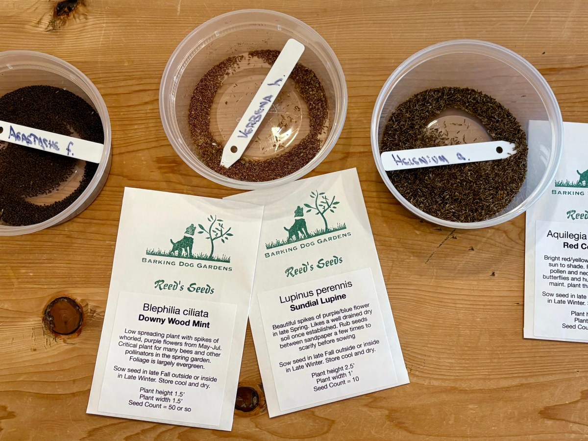 New England Native Perennial Plant Seeds For&nbsp;Sale