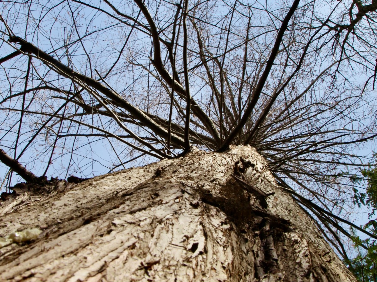 A Love Letter To&nbsp;Trees