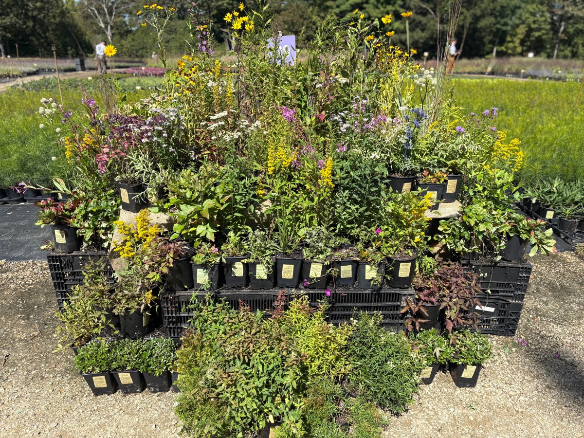 Van Berkum Nursery: Supporting a new ecosystem of native plant&nbsp;growers.