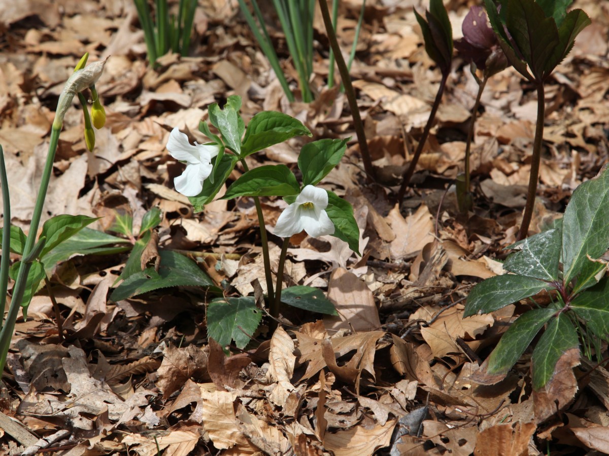 New American Garden&nbsp;Maintenance