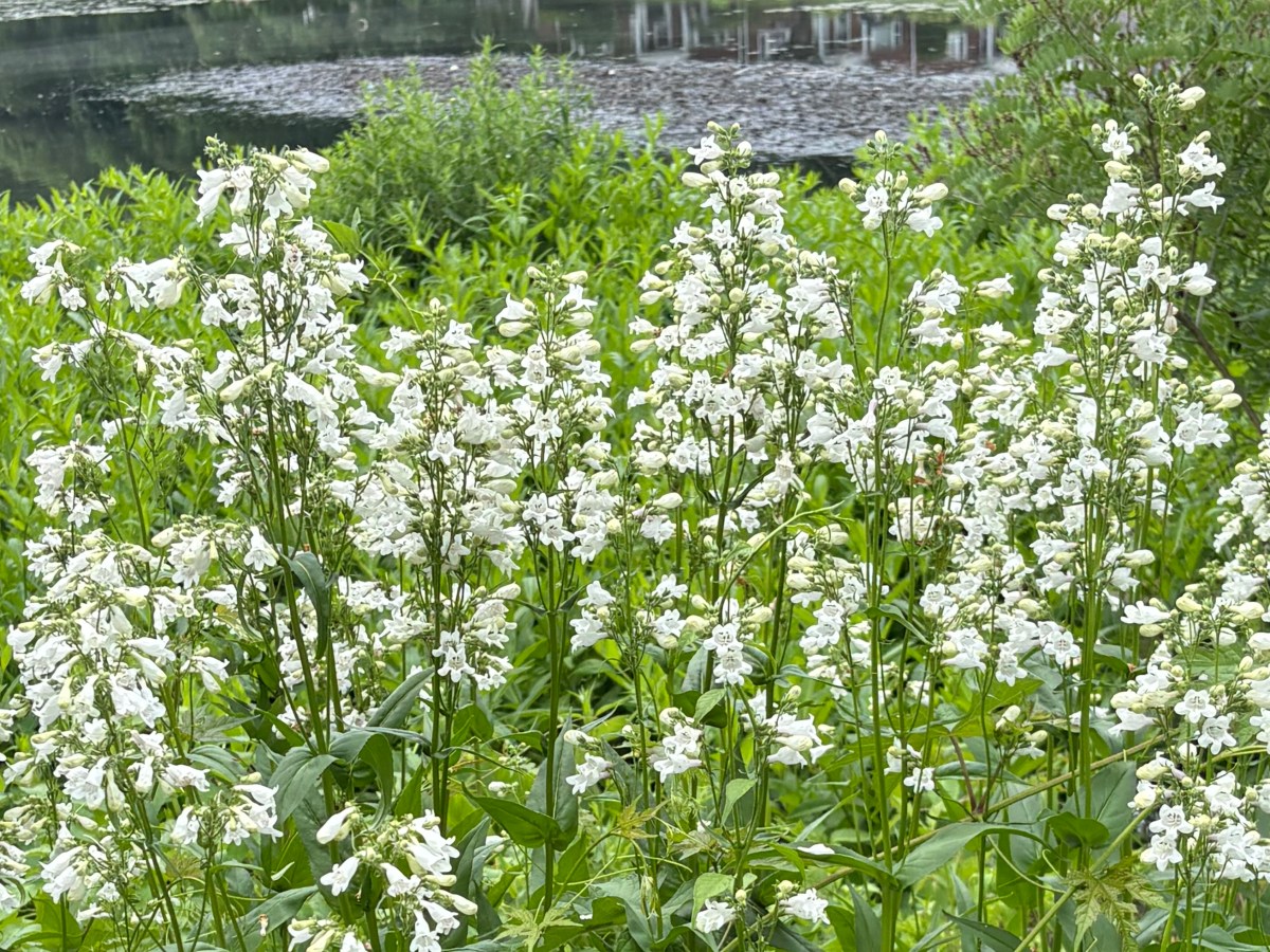 Drought in New England Gardens in&nbsp;2026