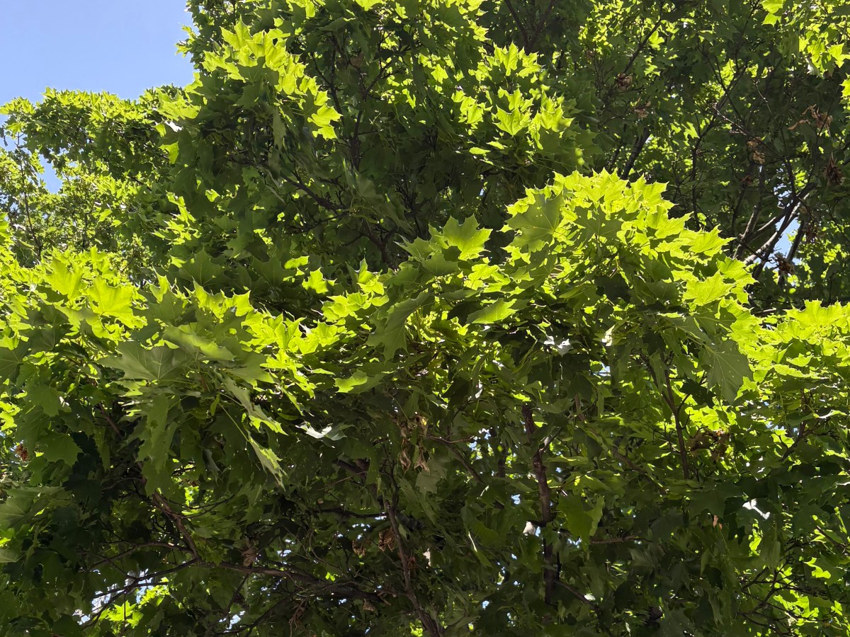 The Norway Maple — Challenge Of An Established&nbsp;Invasive