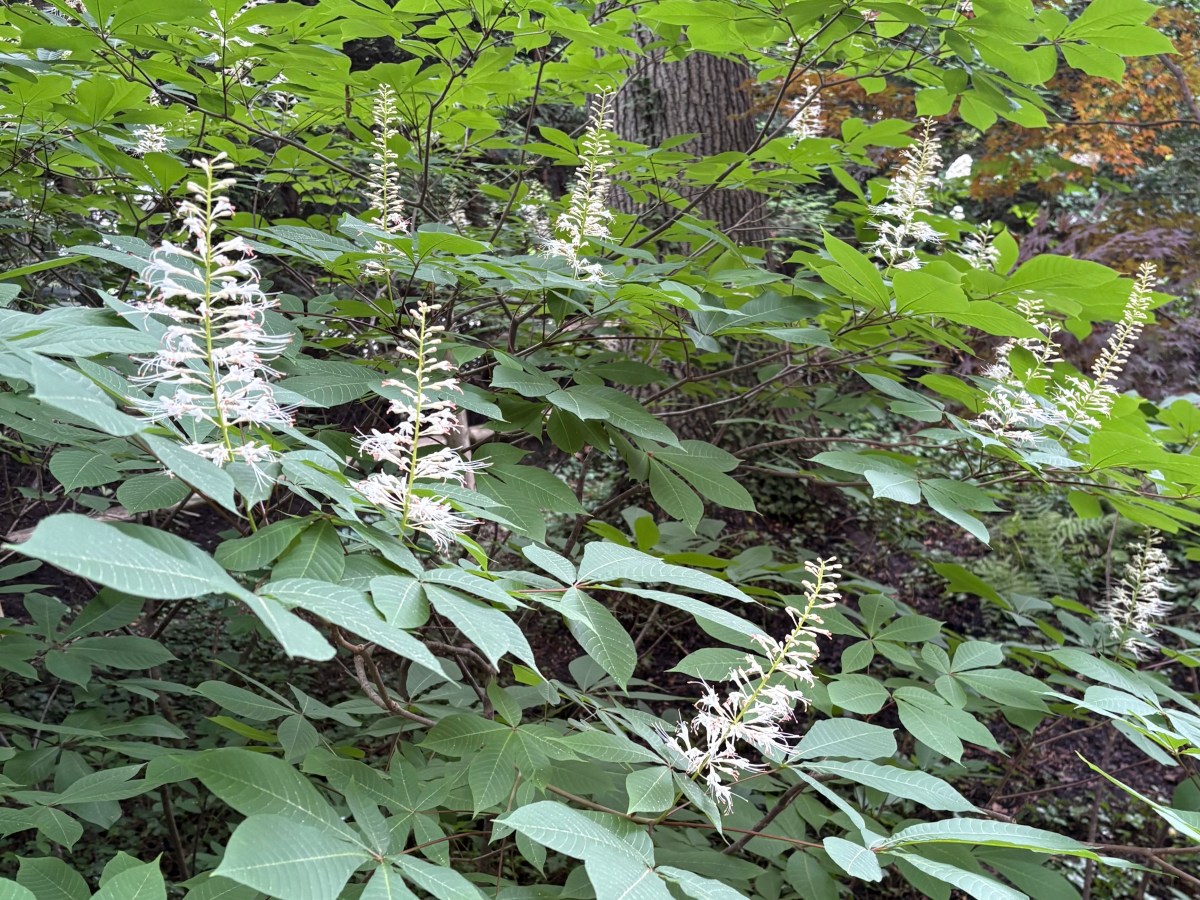 Summer Garden Topics: Monarchs, Jumping Worms, Caterpillars, Rabbit Glue and a Photo&nbsp;Contest