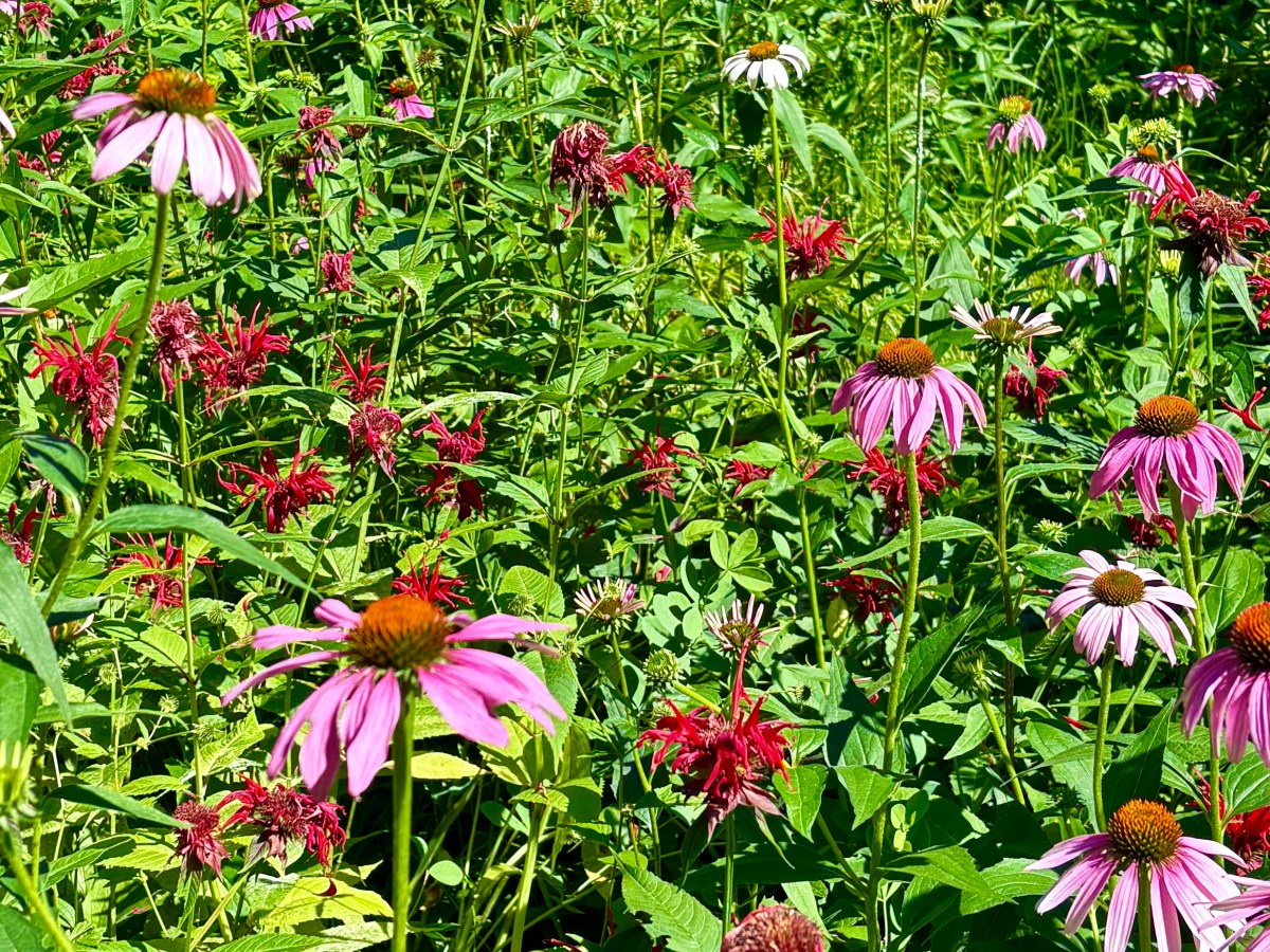 Summer Garden Topics: Spring Bulbs, Fireflies, Checkerspot Farm, and Doug&nbsp;Tallamy