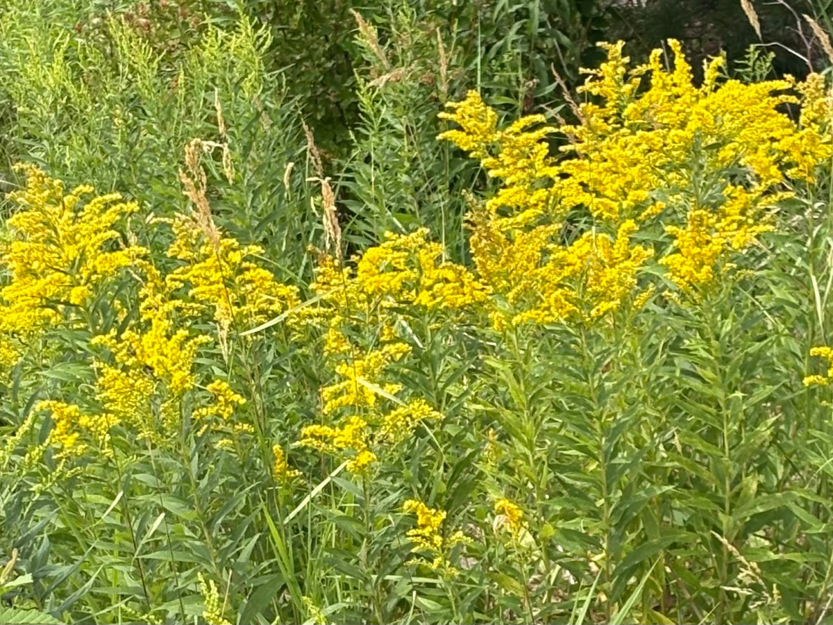 How To Determine What Plants Are Native For Your Garden And&nbsp;Why