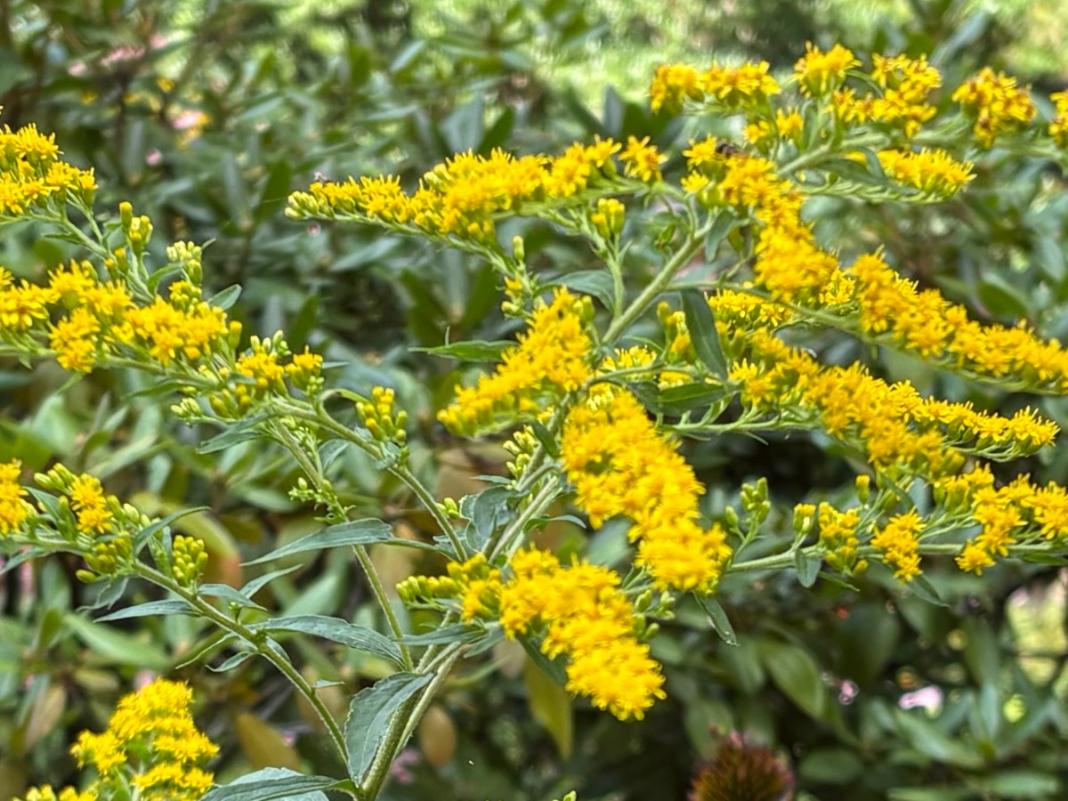 2026 Fall Garden Season Is Upon Us: Early Tasks To&nbsp;Perform.