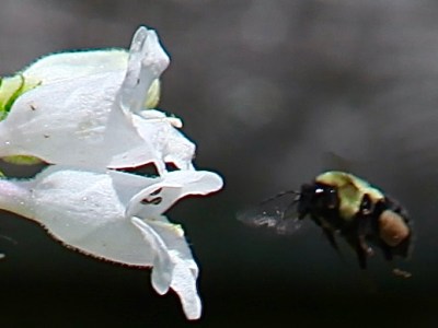 Native Bees vs Honey Bees: Working To Save Them&nbsp;All