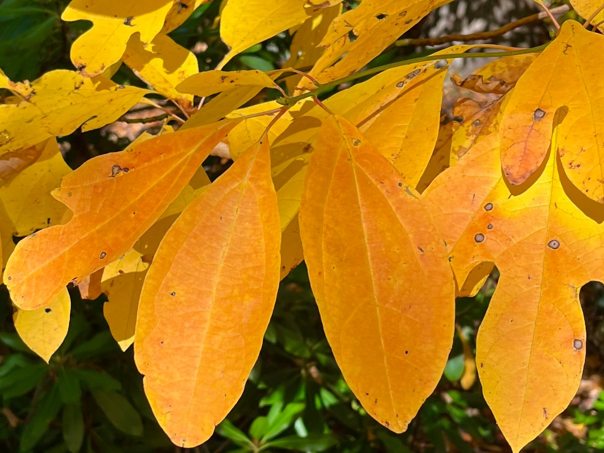 Interesting Garden Topics for Fall&nbsp;2026