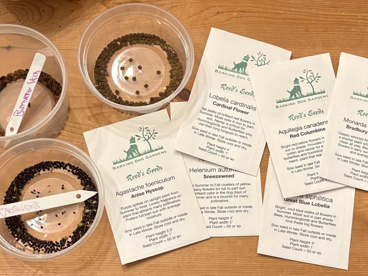 Adding Native Perennial Seeds To Your New England&nbsp;Garden